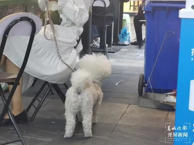 掌上春城(微信)