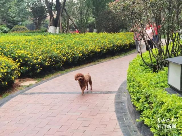 掌上春城(微信)