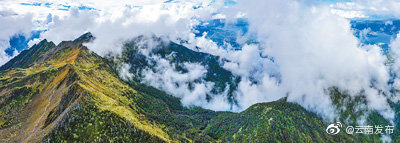 如画苍山，生机盎然！《人民日报》关注云南大理探索珍稀物种人工繁育