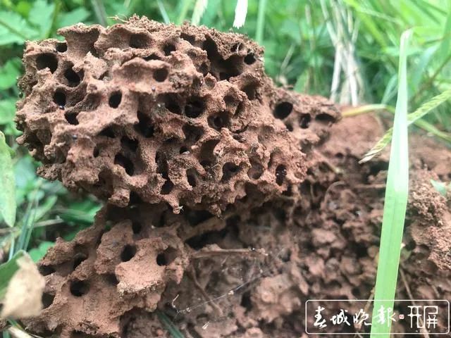 春城晚报(微信)