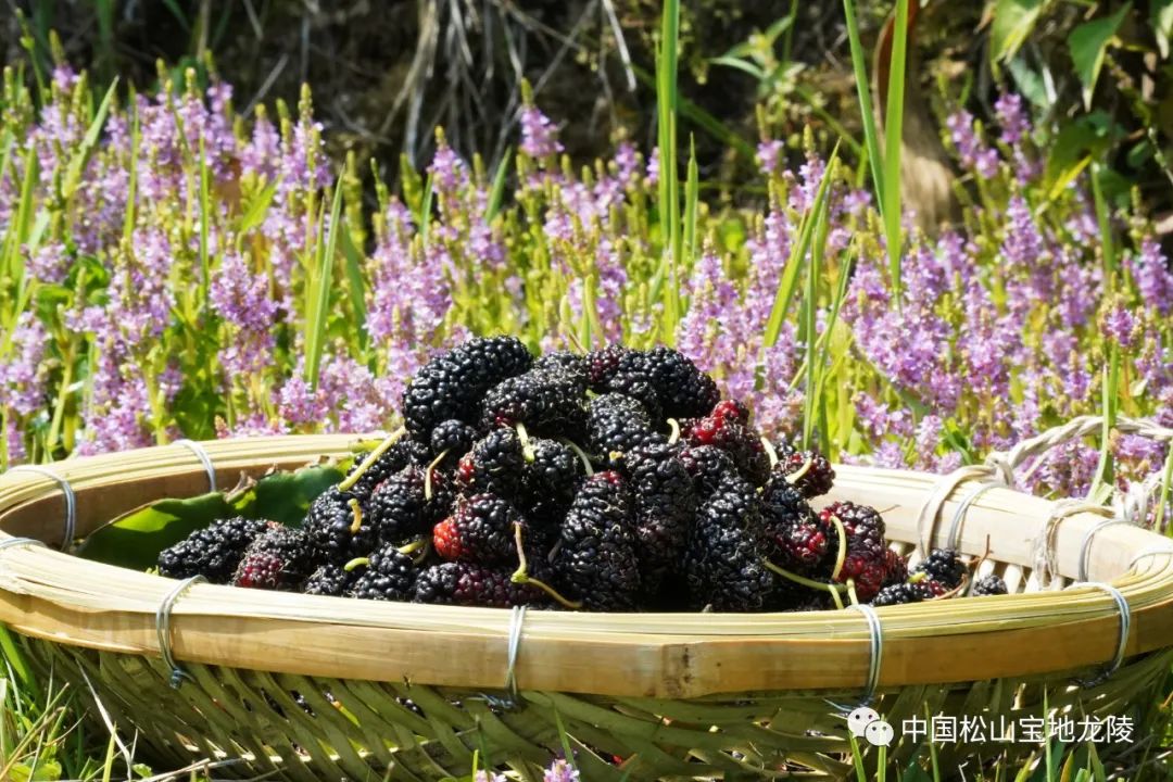 保山新闻网(微信)