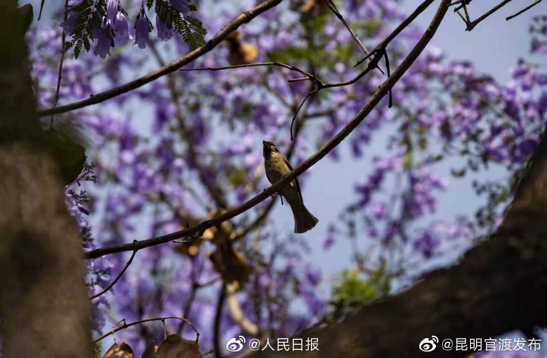“昆明官渡发布”微博