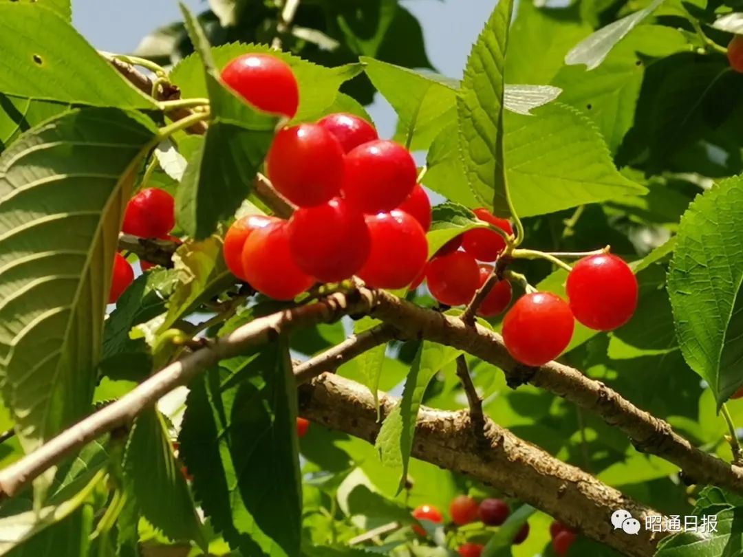 昭通日报(微信)