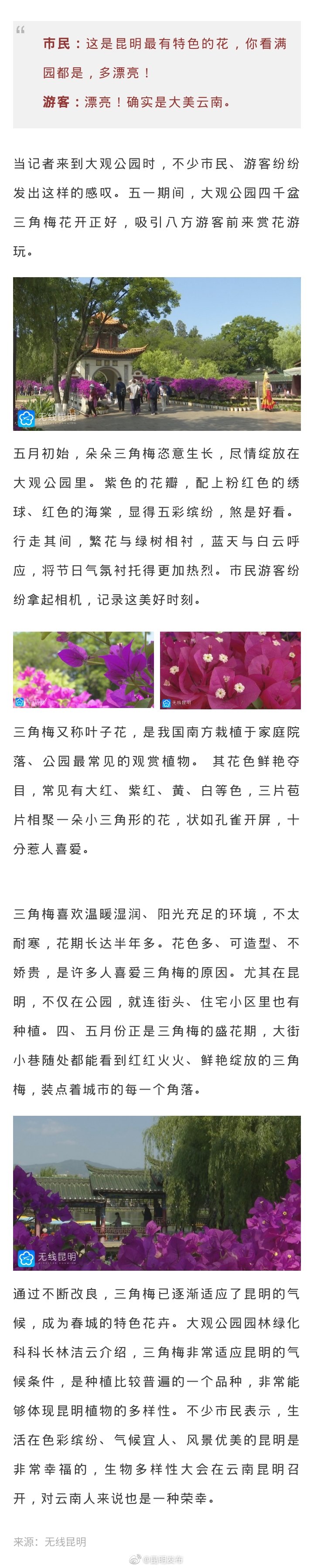 大观公园四千盆三角梅花开正好 市民游客点赞多彩昆明