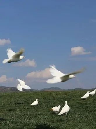 红河文旅(微信)