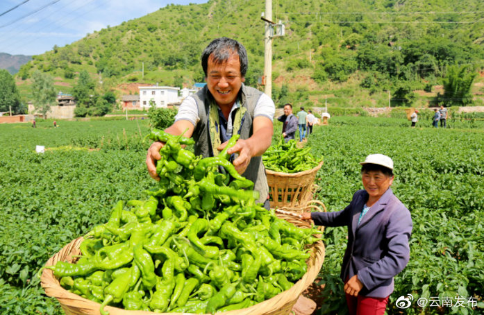 云南蔬菜种植面积1880万亩 近70%云菜实现外销