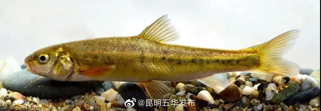 “昆明五华发布”微博