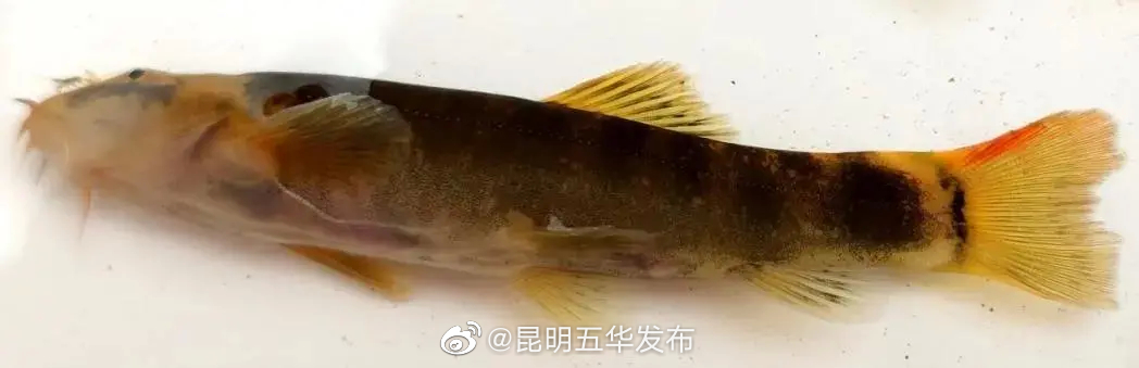 “昆明五华发布”微博