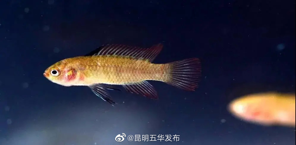 “昆明五华发布”微博