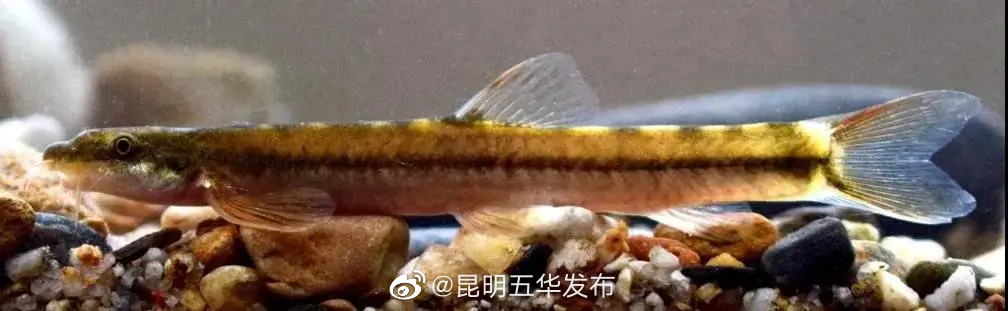 “昆明五华发布”微博