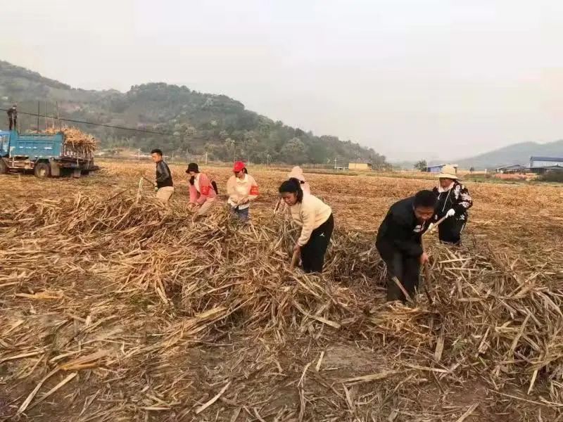 西双版纳先锋(微信)