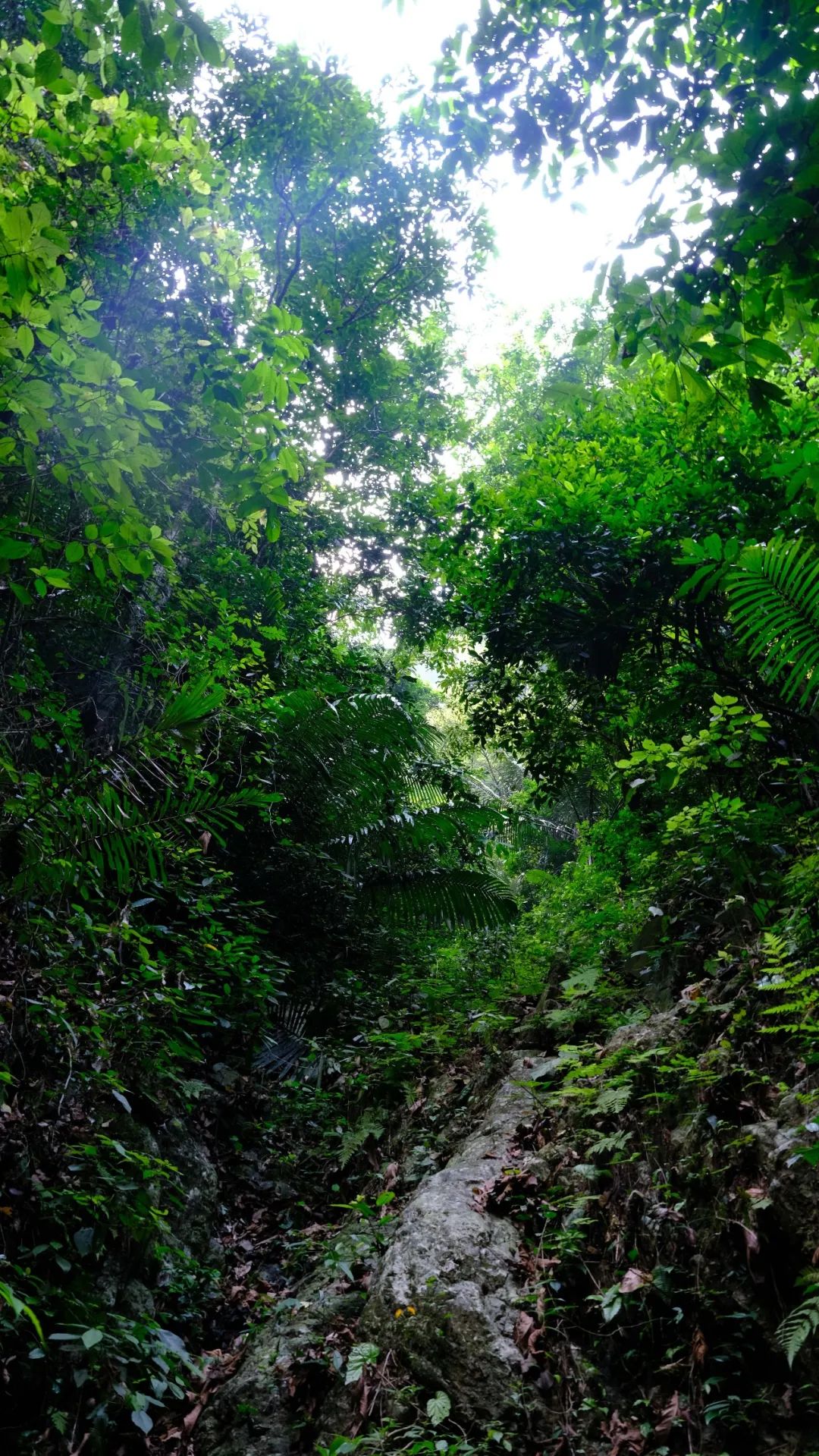 红河文旅(微信)