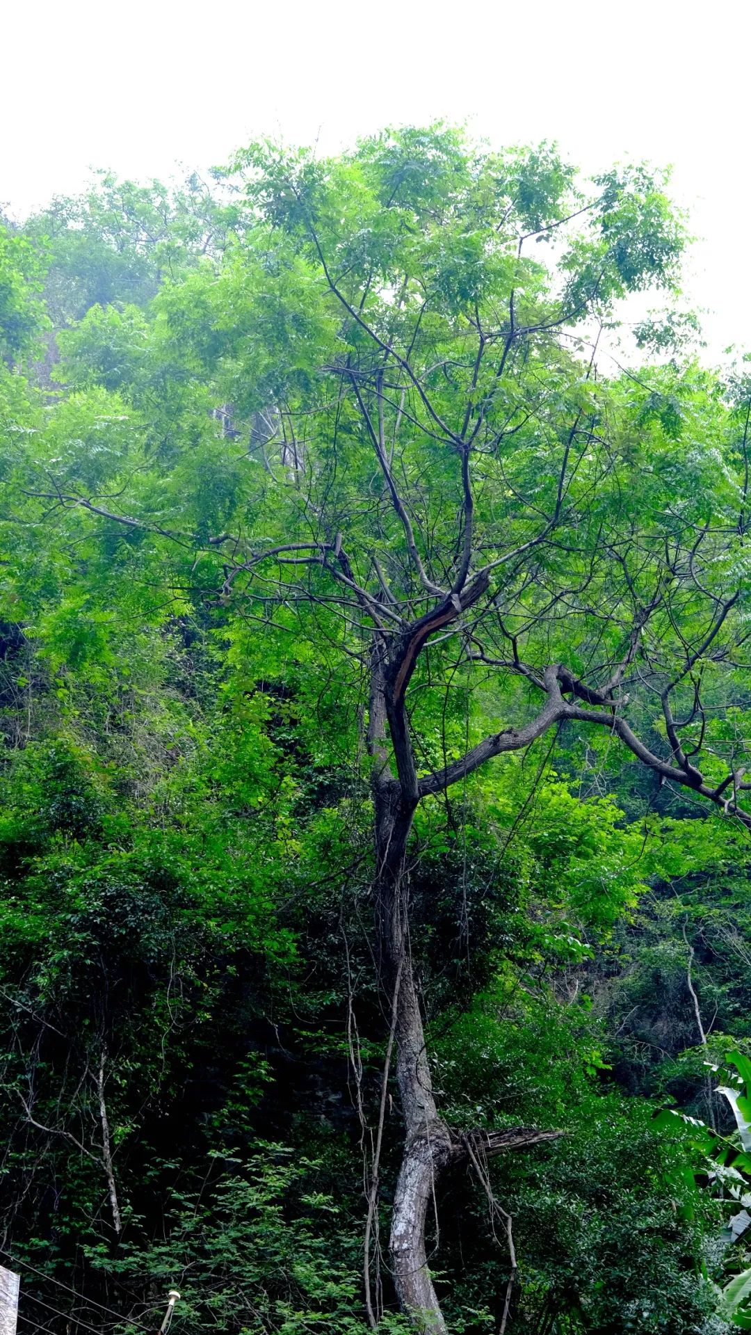 红河文旅(微信)