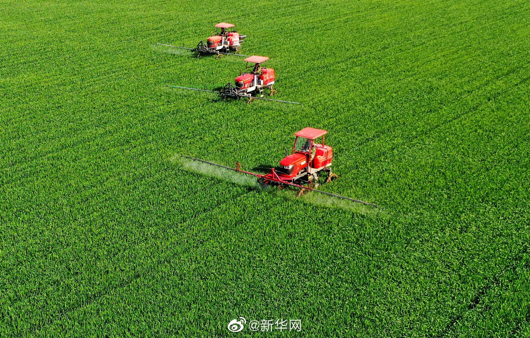 今年夏粮可望再获丰收