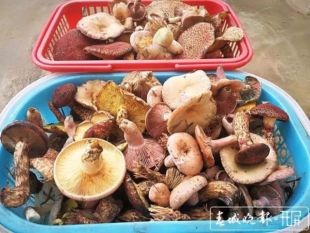 春城晚报(微信)