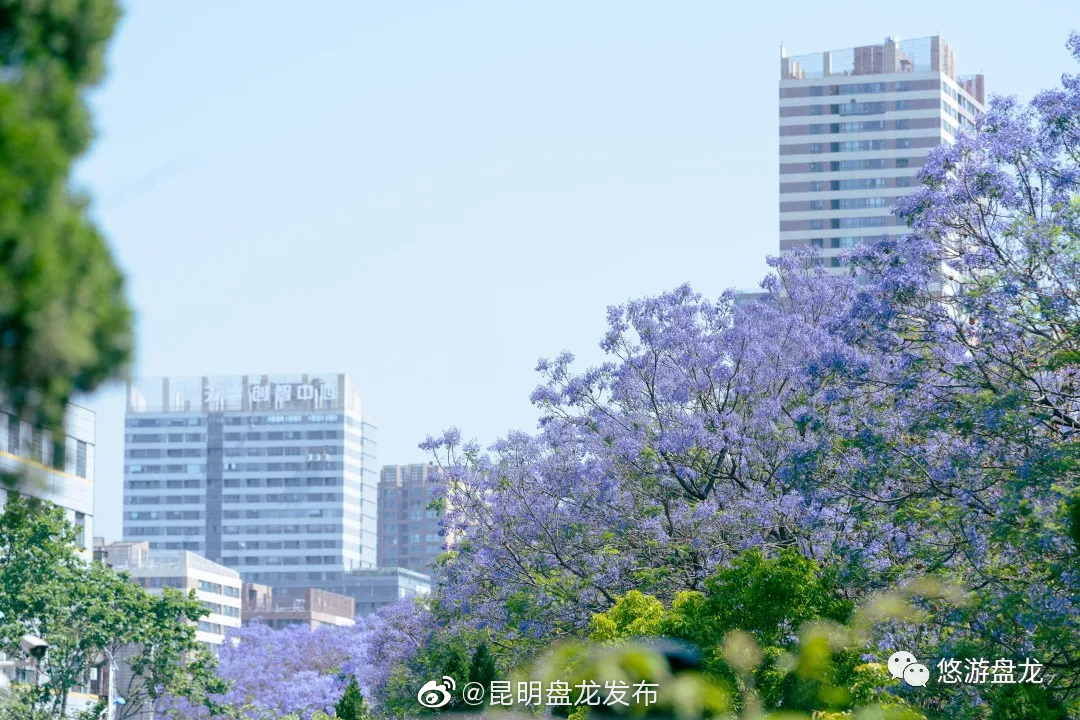 “昆明盘龙发布”微博