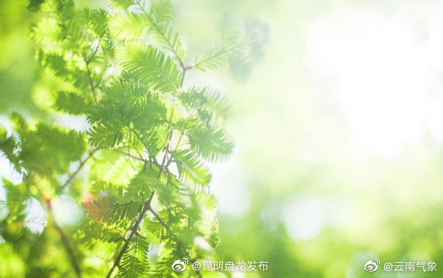 云南省未来24小时天气预报