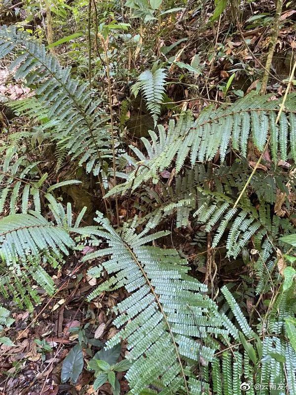 科研人员在西双版纳勐海布朗山发现翼囊蕨最大自然居群