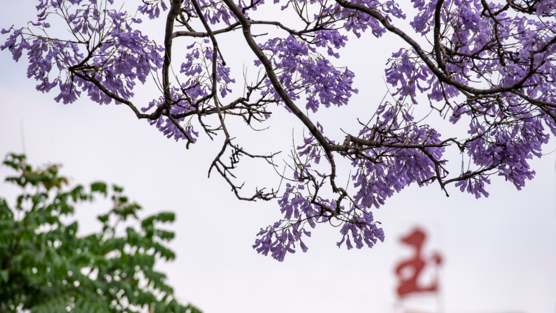 春城晚报(微信)