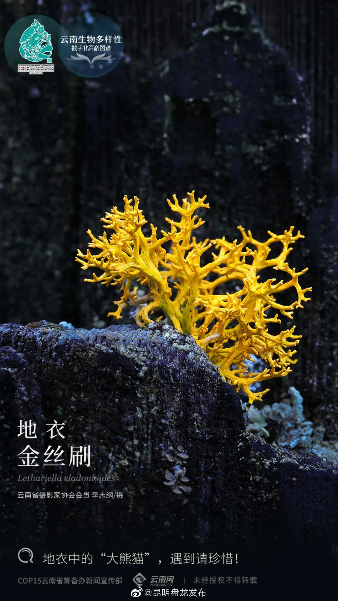 “昆明盘龙发布”微博