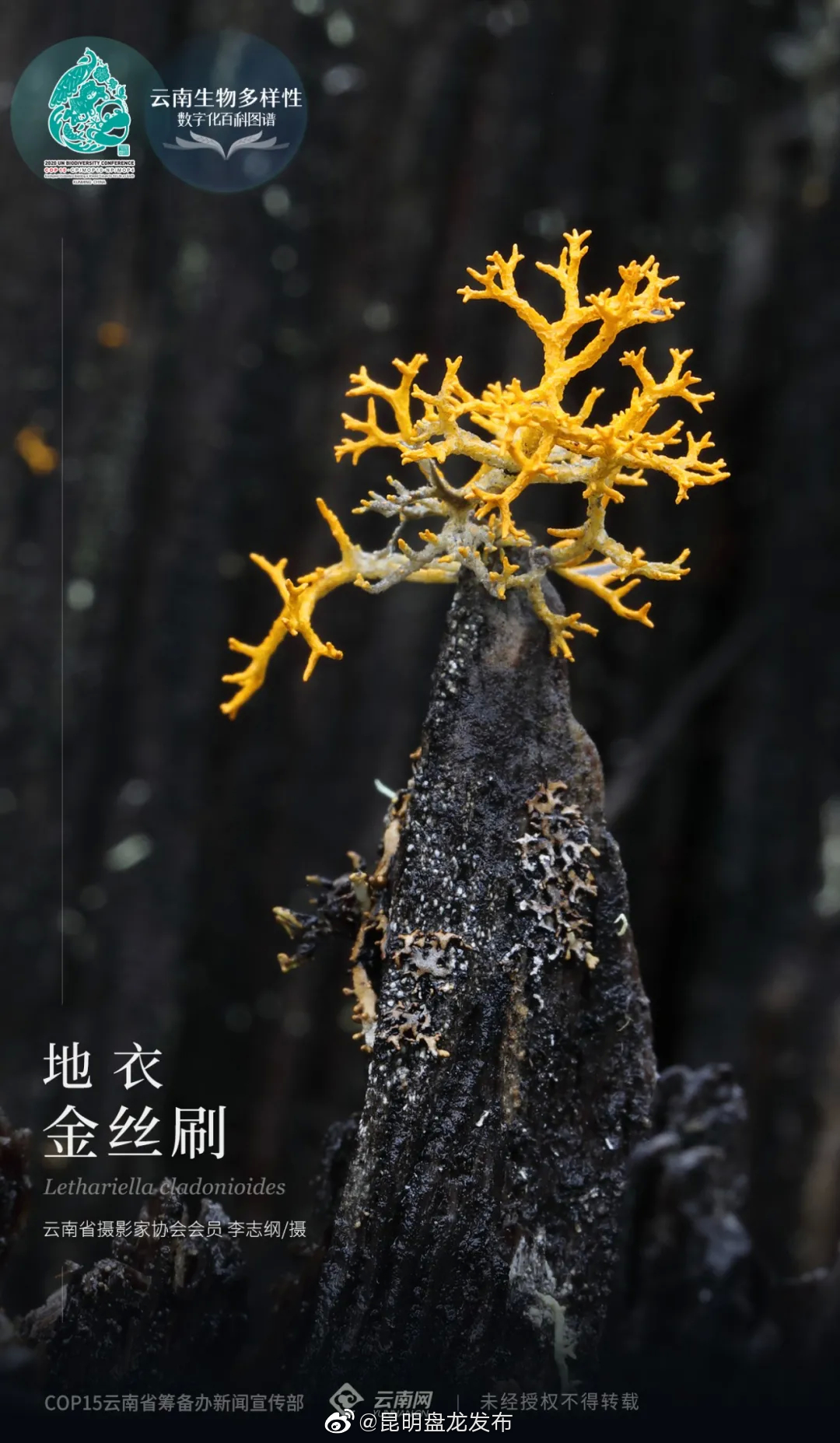 “昆明盘龙发布”微博