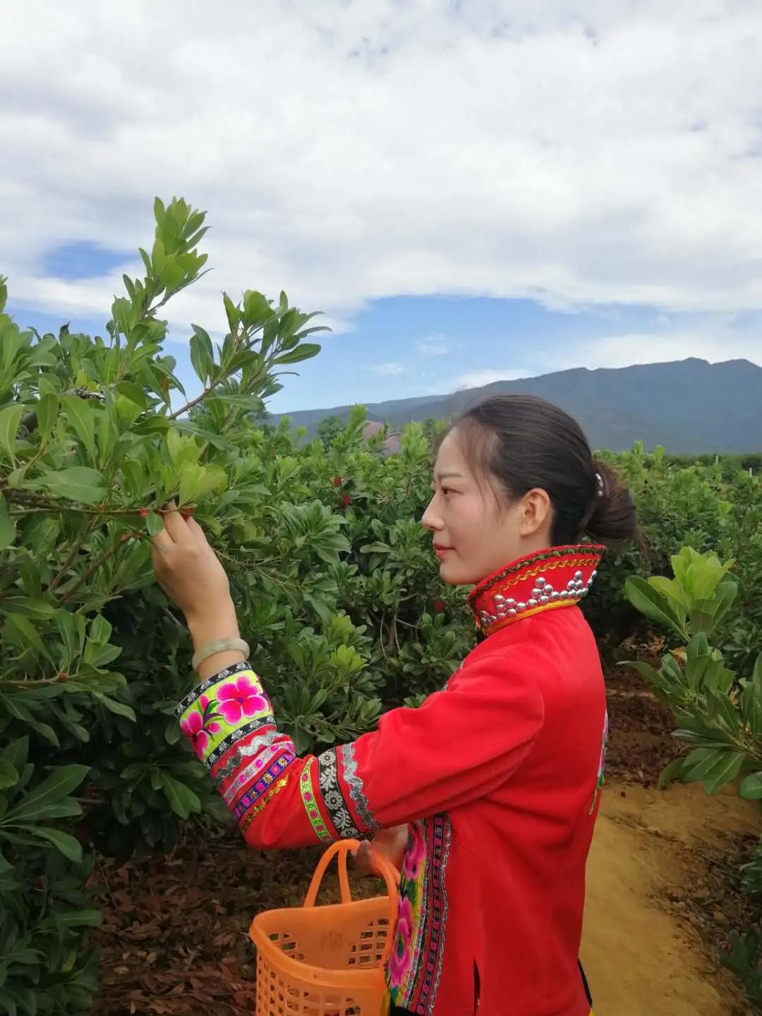 云南楚雄网(微信)