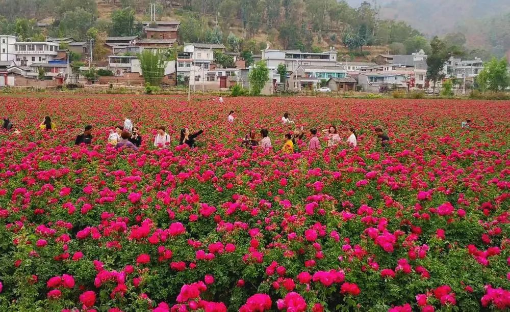 云南楚雄网(微信)