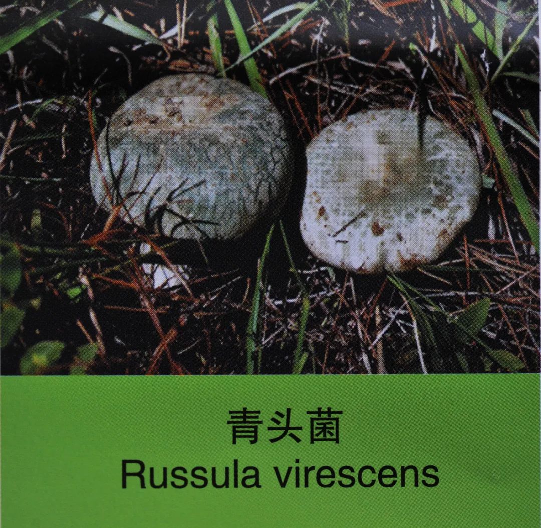 云南信息报(微信)