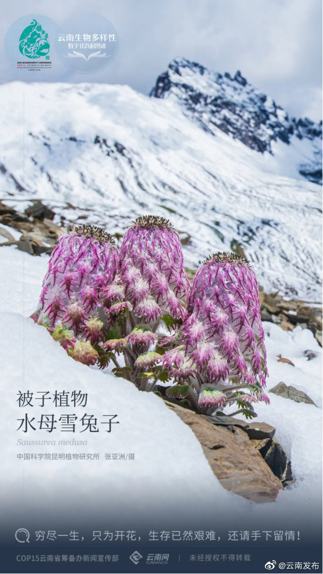 云南生物多样性数字化百科图谱 | 被子植物·水母雪兔子