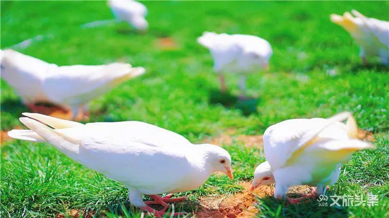红河文旅(微信)