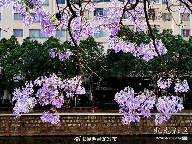 “昆明盘龙发布”微博