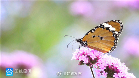 “昆明发布”微博