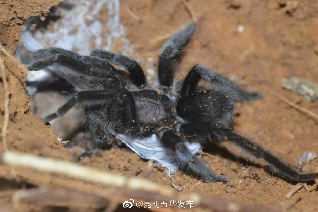 “昆明五华发布”微博