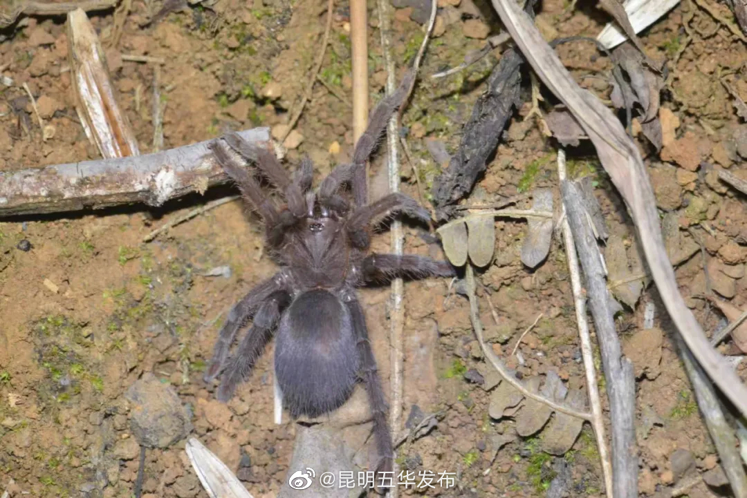 “昆明五华发布”微博