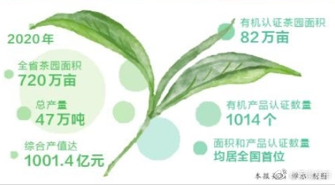 最新报告！云茶产业实现综合产值千亿元目标