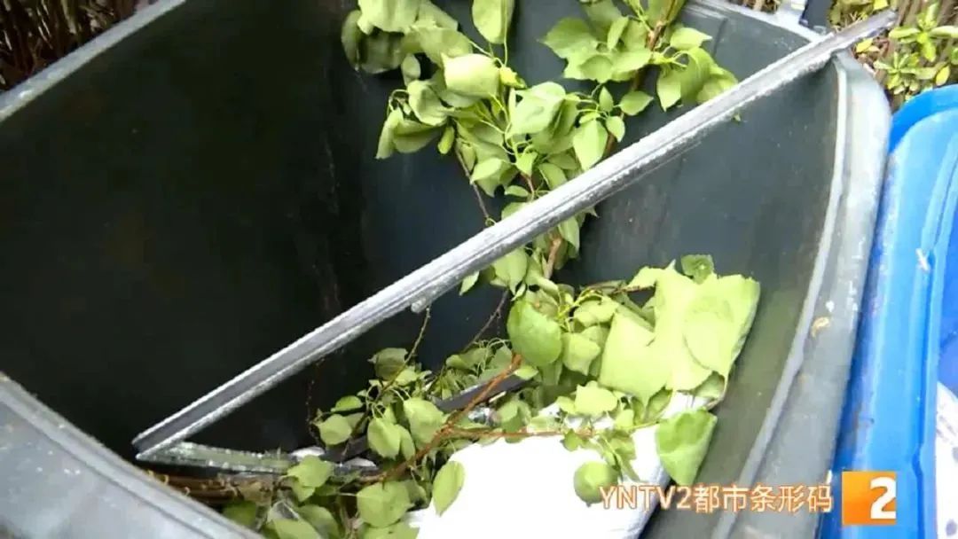 春城晚报(微信)