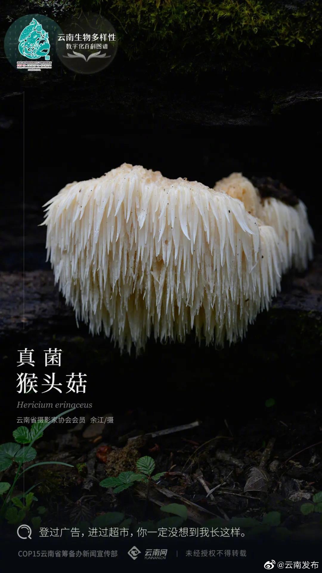 云南生物多样性数字化百科图谱| 真菌·猴头菇：登过广告，进过超市，你一定没想到我长这样