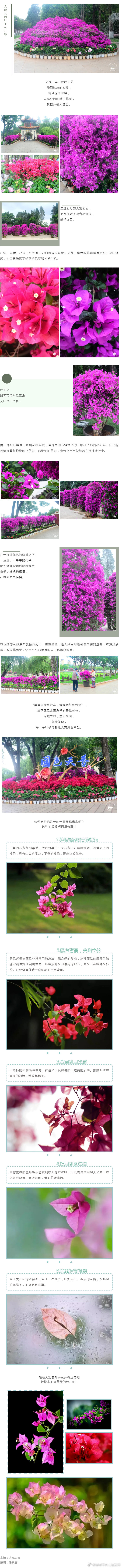 大观公园叶子花开，惊艳了时光！（附拍摄小技巧）
