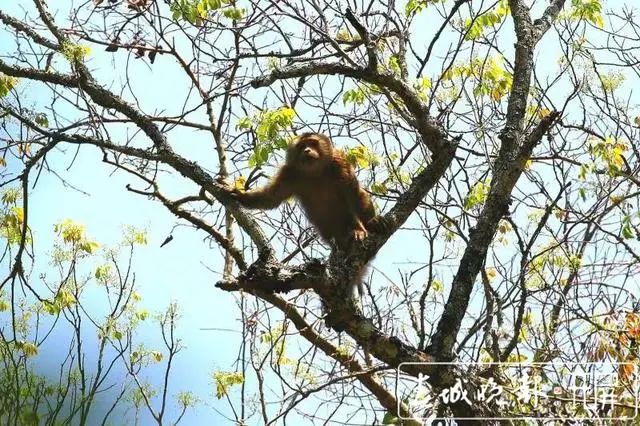 春城晚报(微信)