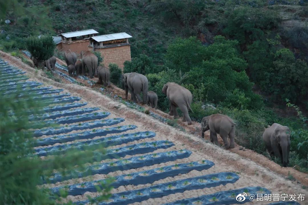 普洱→玉溪→红河！亚洲野象“逛吃”团到石屏了！网友：“离昆明更近了！”