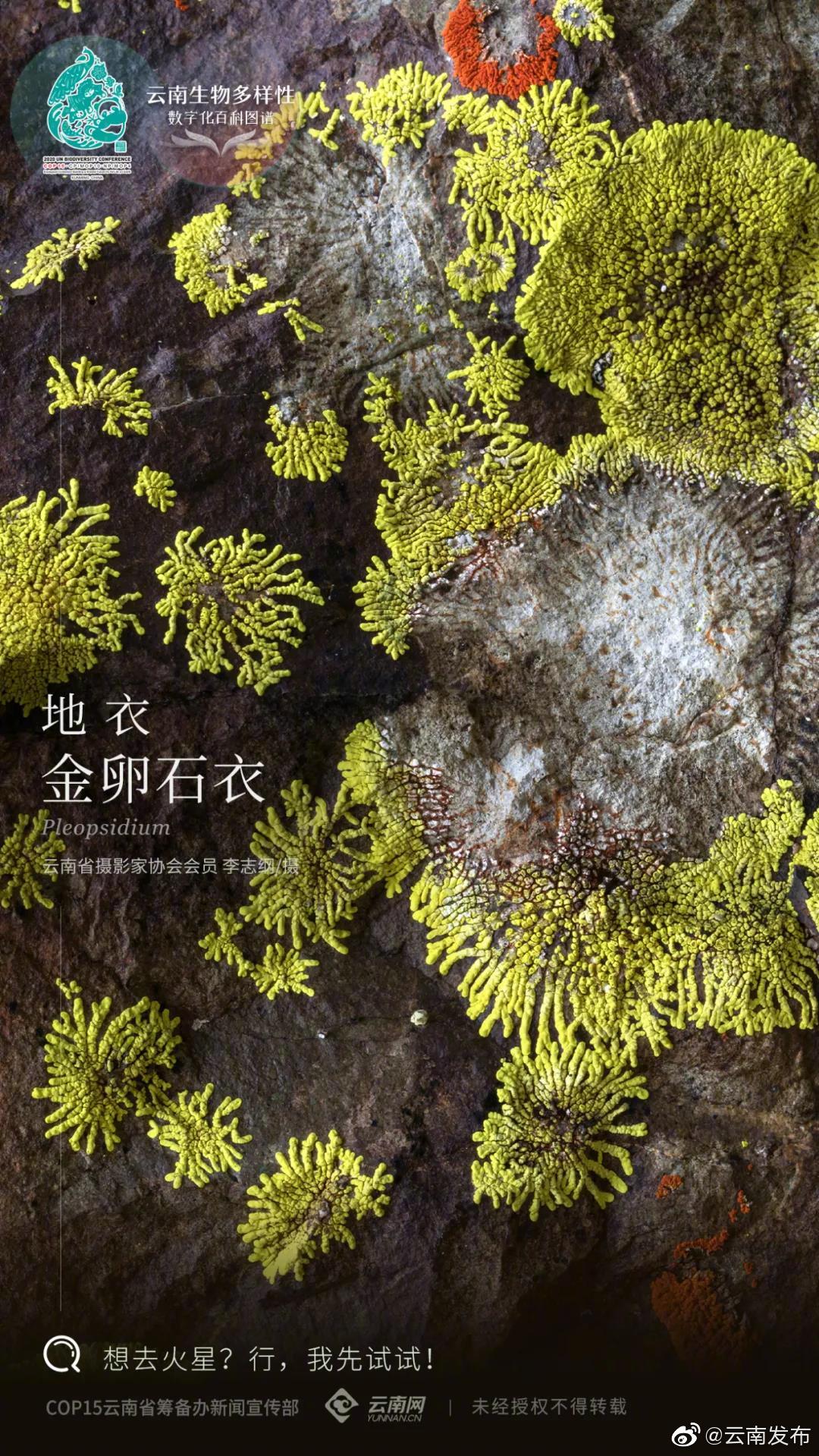 云南生物多样性数字化百科图谱 | 地衣·金卵石衣：岩石上的拓荒者