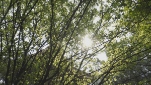 红河文旅(微信)