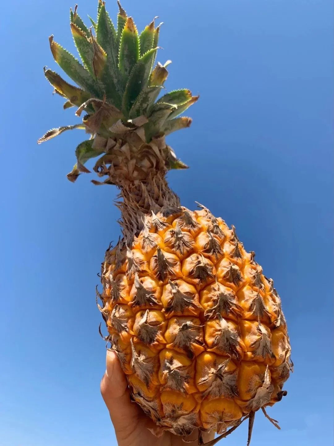 红河文旅(微信)