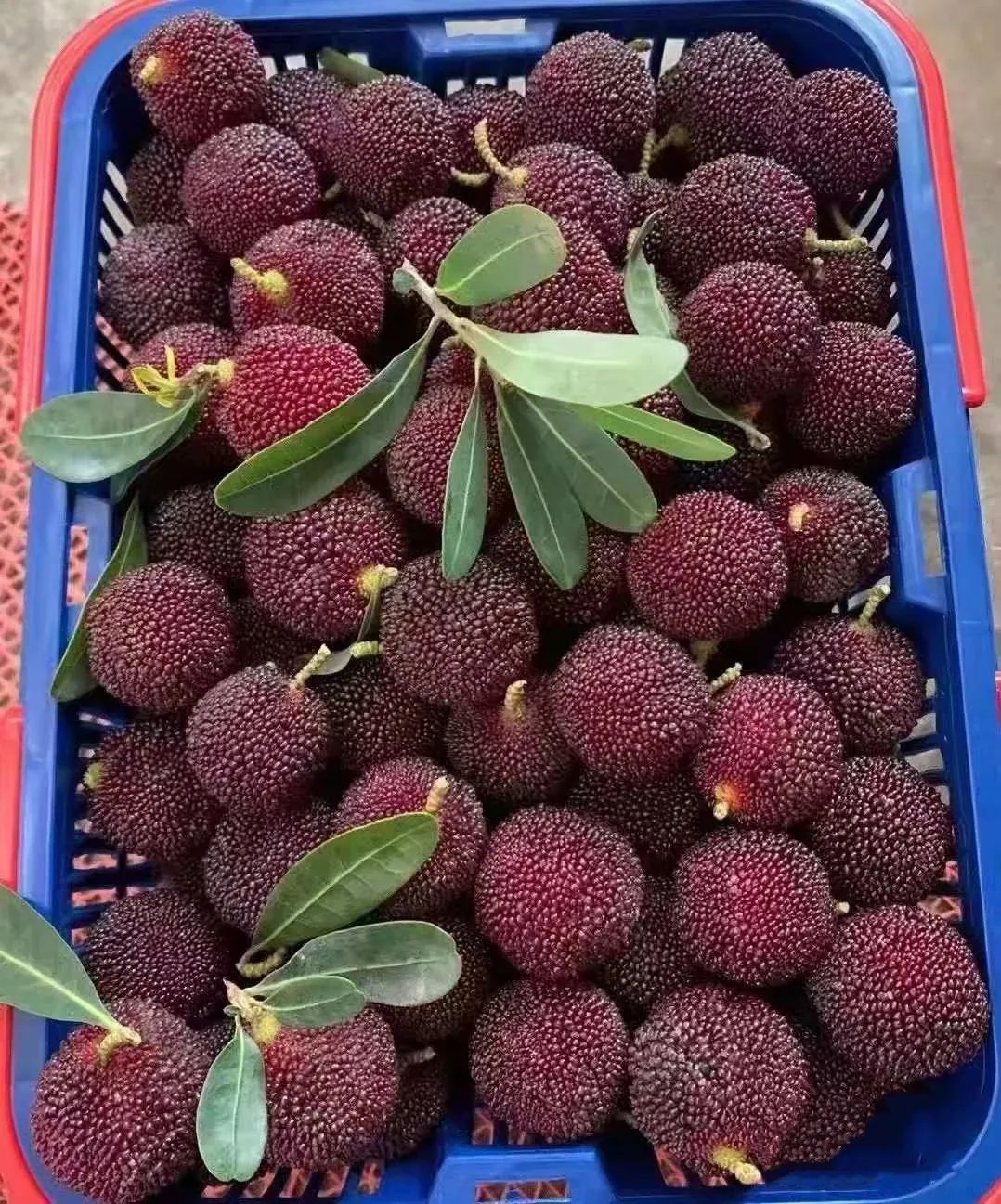 红河文旅(微信)