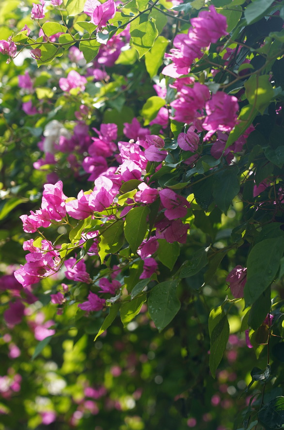 红河文旅(微信)