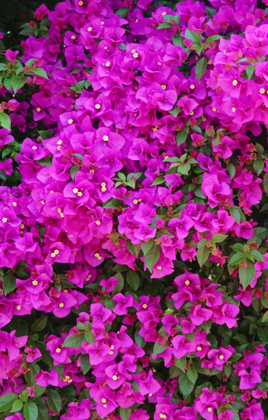 红河文旅(微信)