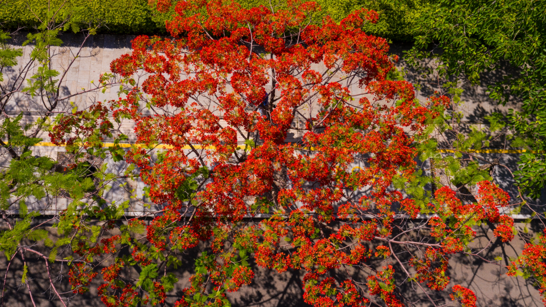 红河文旅(微信)