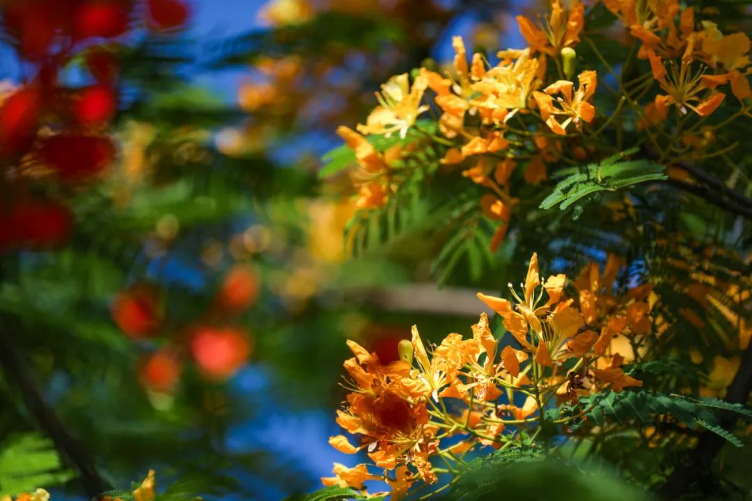 红河文旅(微信)