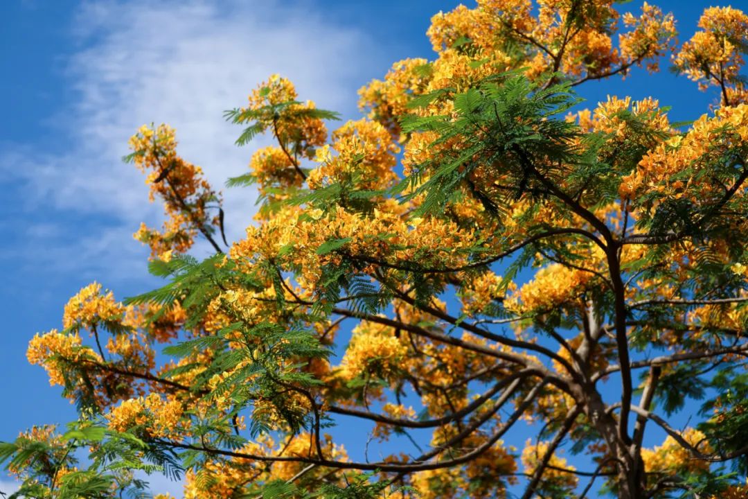 红河文旅(微信)