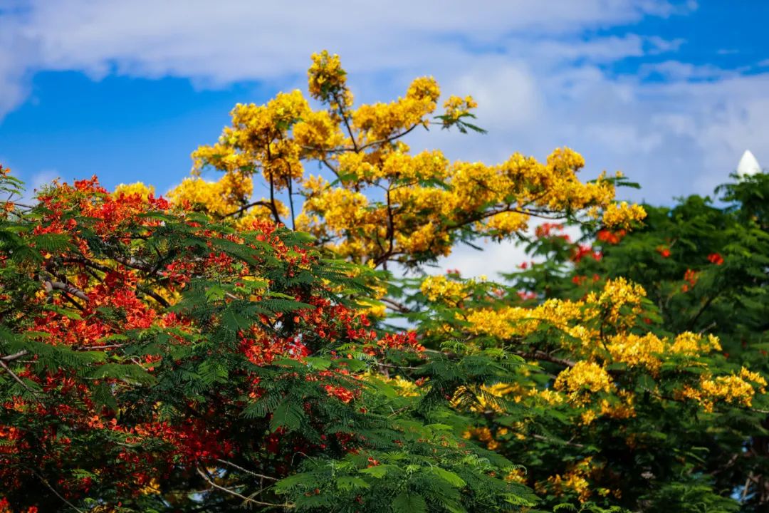 红河文旅(微信)